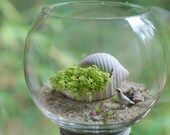 succulent in shell with bird terrarium