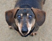 398 A t t e n t i o n  P l e a s e - signed and numbered PHOTOGRAPH of Black and Tan Dachshund 14 x 14 cm / 5.5 x 5.5 inch