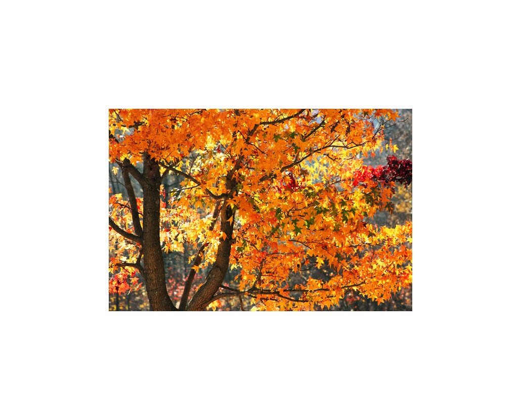 Tree Photograph, Nature Photography, Landscape, Bright Home Decor, Orange, Yellow Leaves