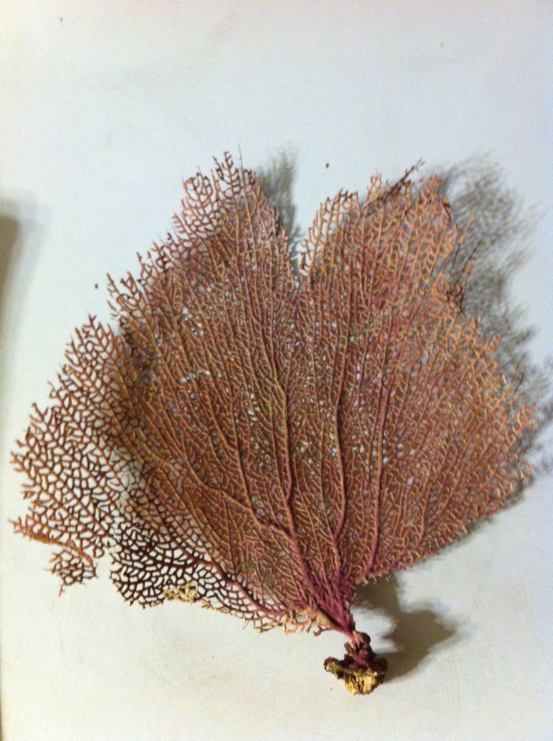 Large Beautiful Bahama Pink Sea  Fan - Purple vein Beach Treasure Beach Salt water aquarium - caroledoc