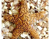 STARFISH Tile