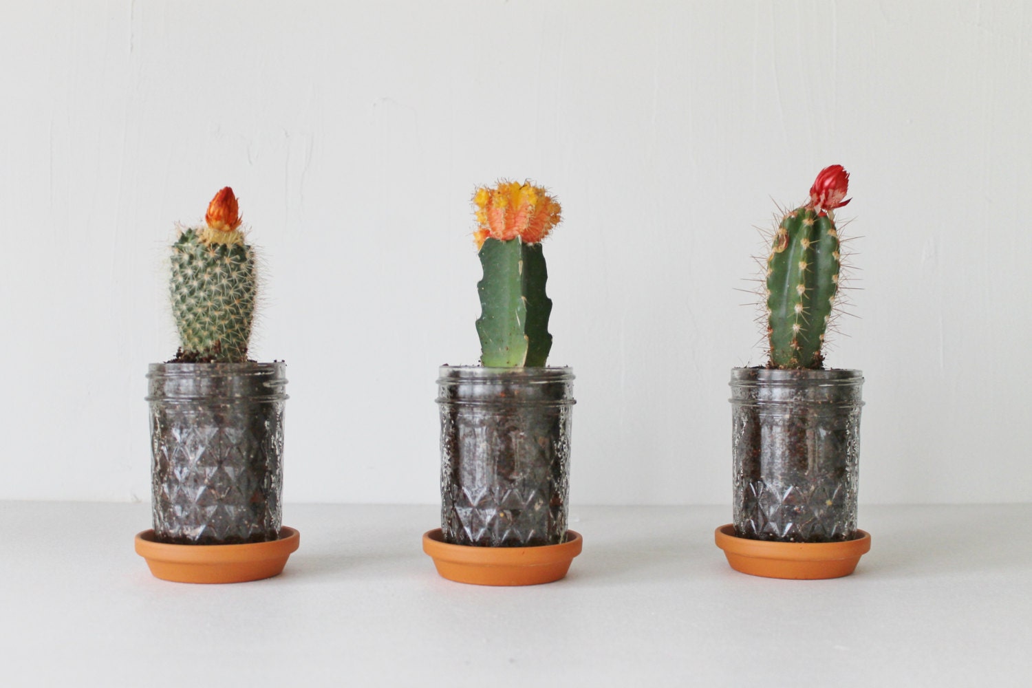 Mason Jar Planter Trio with Drainage - UpCycled Quilted Jelly Jars and Terra Cotta Saucer Plates - BootsNGus Mini Home and Garden Glass Pots