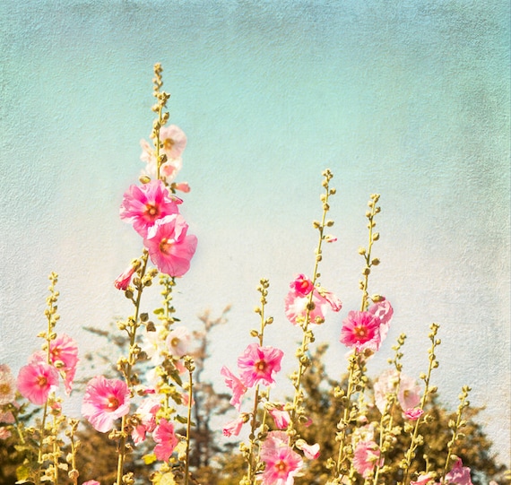 Flower Photography - Pink Hollyhocks in Summer, Floral Photograph, Romantic Wall Decor