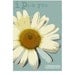 Romantic Art I Pick You Daisy Wall Decor can be Personalized