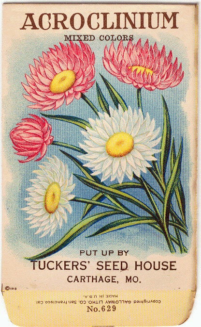 Vintage Flower Seed Packet Tuckers Seed House Lithograph ACROCLINIUM (Carthage, Missouri)