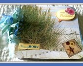 Premade Scrapbook/Album Beach Honeymoon