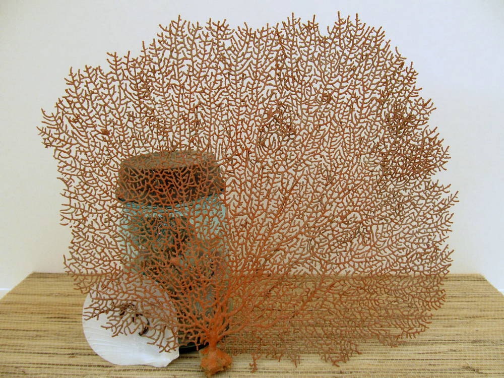 Red Sea Fan Coral Beach Decor, number 3