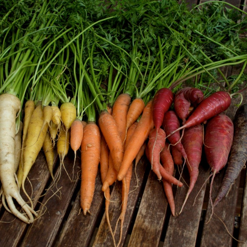 Colourful Carrot Mix Organic Heirloom Seeds