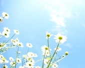 Heirloom Seeds, Organic Seeds, German Chamomile, from our farm in handmade seed packets, herb seeds