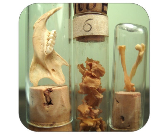Specimen Collection in Vintage Vials - Rodent Bones - Qty. 3 - Lot 1405