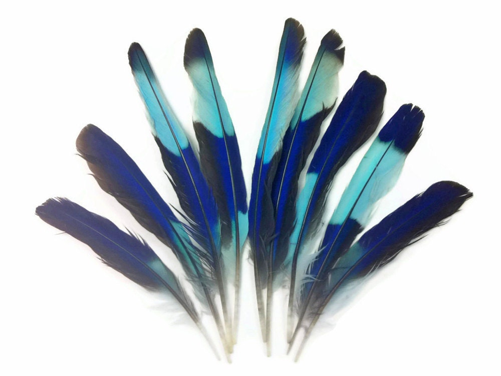 Rare Feathers, 10 pieces - Natural Blue Indian Roller Small Wing Feathers : 1105