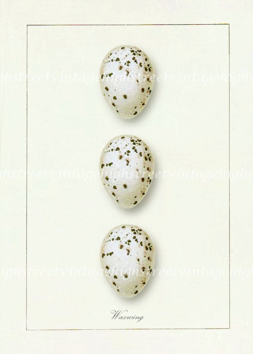 Antique Eggs Illustration - Wax Wing Eggs Cottage Chic Wall Decor Art Print 5x7