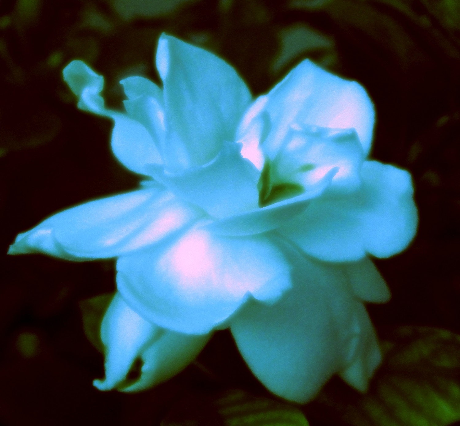 Blue Gardenia Aromatherapy Perfume Oil Blend Intensely Floral