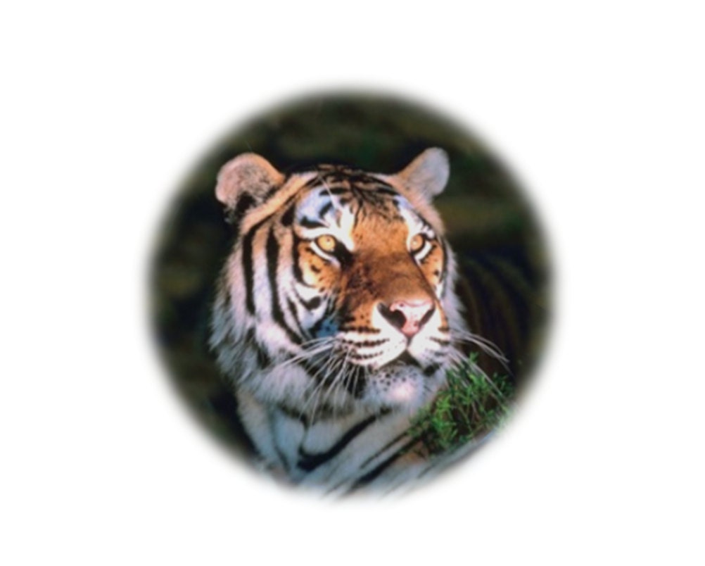 Tiger  Pocket Mirror Beautiful Wild Animal