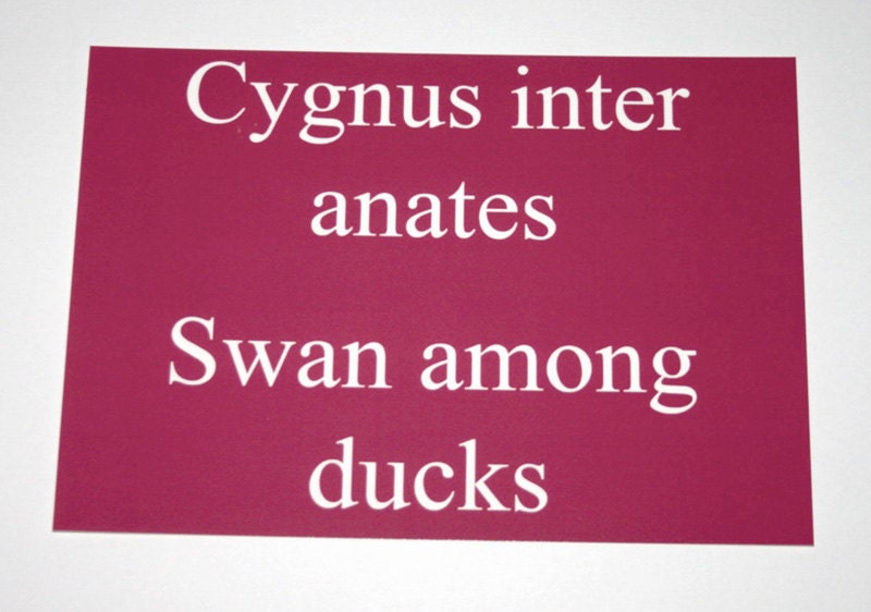 Swan among ducks - Pink latin quote postcard