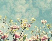 Pink Magnolias
