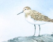 Original Watercolor Painting 4 x 6, Sandpiper Handpainted Watercolor, Art Online