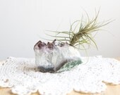 Air Plant on Amethyst Chunk, Crystal Garden, Ready To Ship