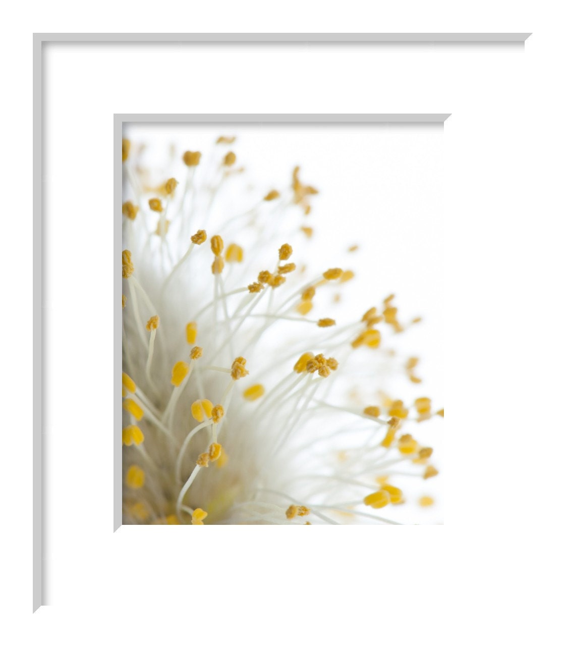 pussy willow photo, minimalist, yellow, white, flower, feminine, delicate, dreamy, spring, home decor, garden, cottage chic, 8 x 10 print - greenpix