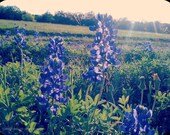 Bluebonnet Field - fine art photograph - boho, dreamy, vintage, Texas, bluebonnets, spring, flowers, blue, flower photo, floral