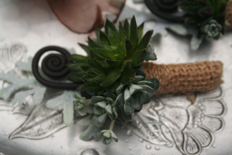 Boutonniere, fern shoot and succulents, wrapped in burlap.