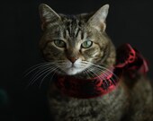Animal Photography Cat Portrait Tabby with a Red Ribbon 8x12