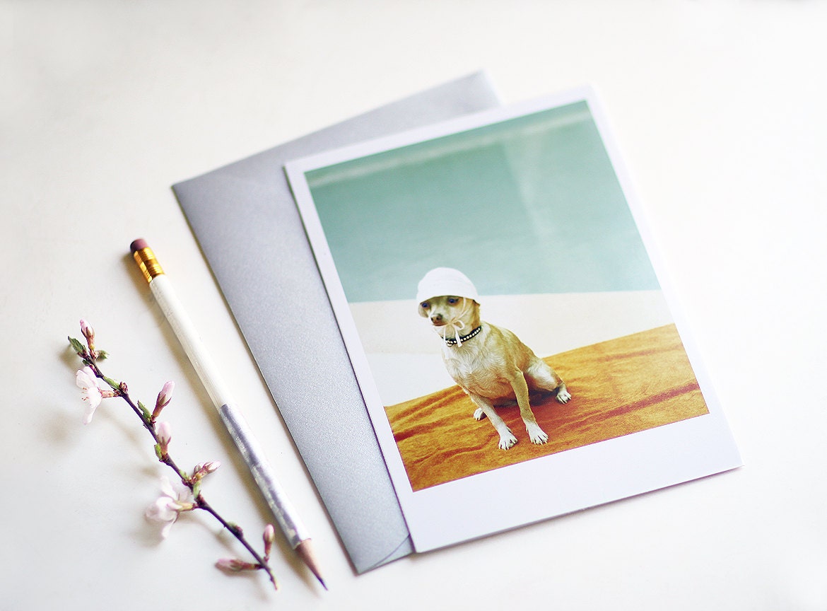 New  Chihuahua Poolside Pinky Novak Takes a Dip Palm Press Greeting Card (one)