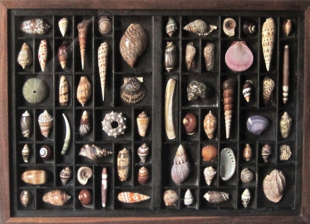 Seashell art in a printer's box