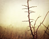 Foggy Landscape Photograph - branches country rustic woodland golden eery brown twigs autumn fall copper 8x10