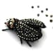 Black Fly  bead embroidered and textile jewelry brooch Black freshwater pearls.Ready to ship