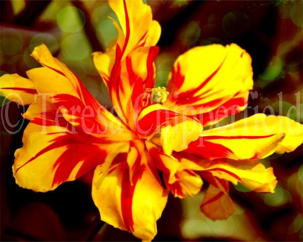 Fine Art Photography - TIGER TULIP - Red Yellow Spring Blossom Flower Bulb Cottage Garden Surreal Abstract Home Decor Floral Photo