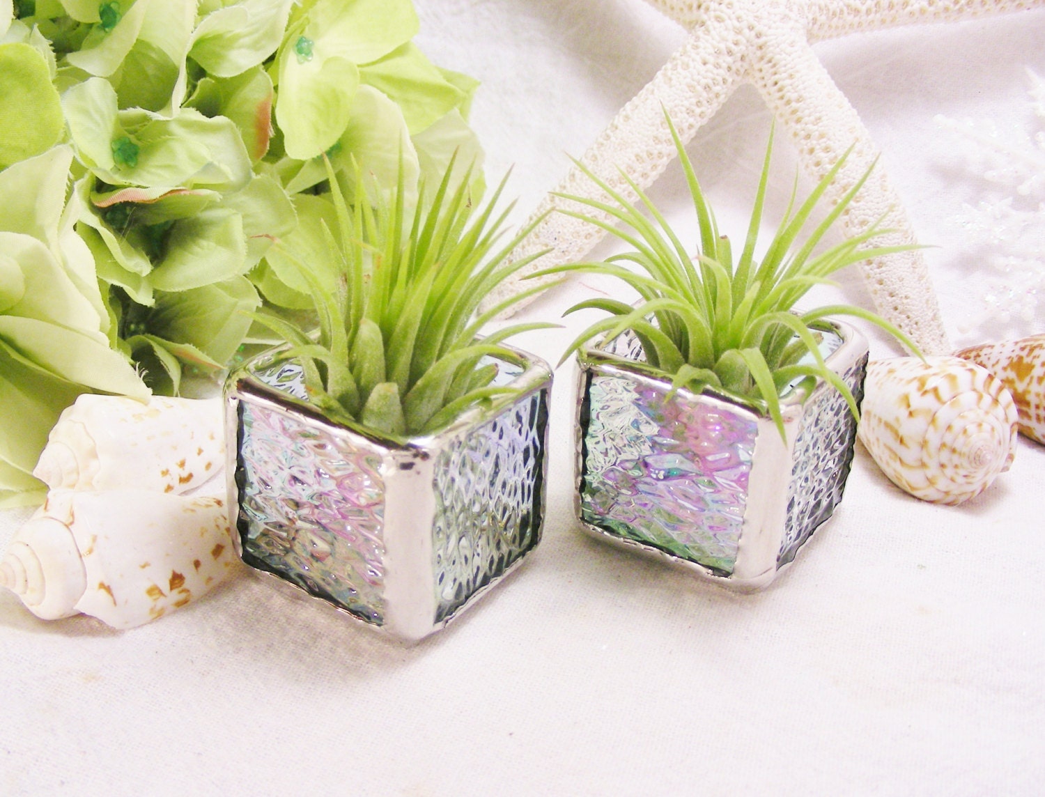 2 Iridescent  Stained Glass Tillandsia Air Plant Boxes (airplants included)