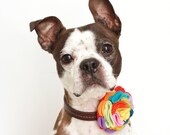 Rainbow Rosette Felt Flower Dog Accessory