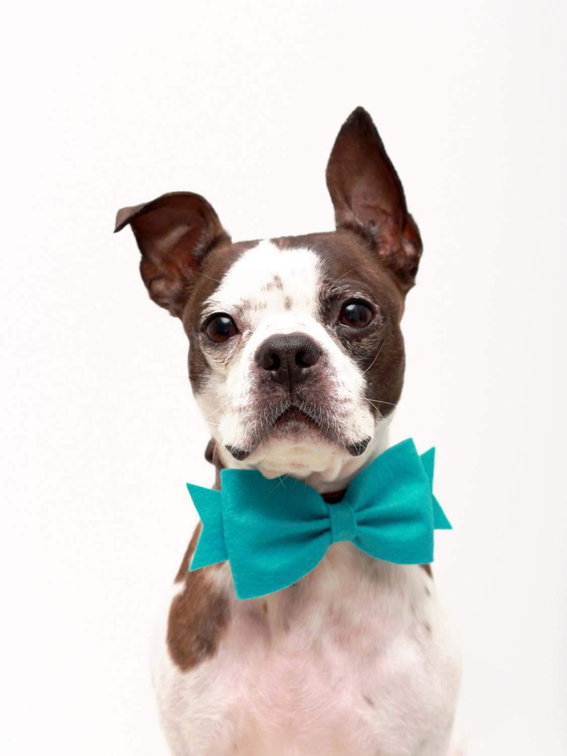Girl Dog Bow - Wool Felt Dog Accessories