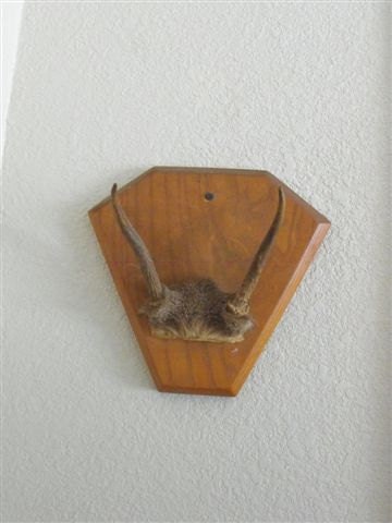 Vintage spike antler mount