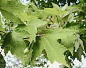 Leaves Nature Photography Florida Maple Leaves Woodland Nature Leaves Spring Home Decor Wall Art 5 x 7 print