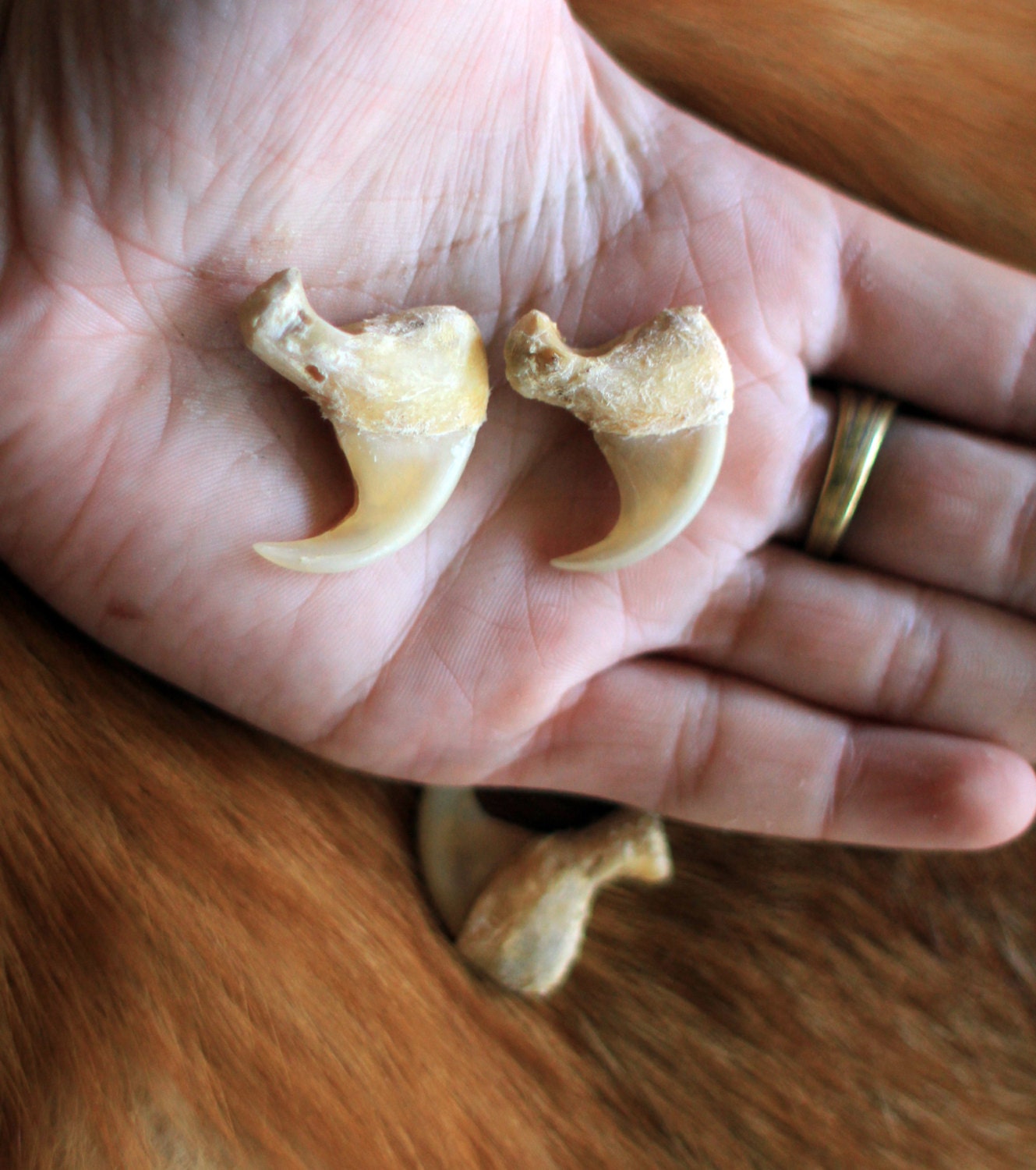 OREGON ONLY - Real Taxidermy Jaguar Claw