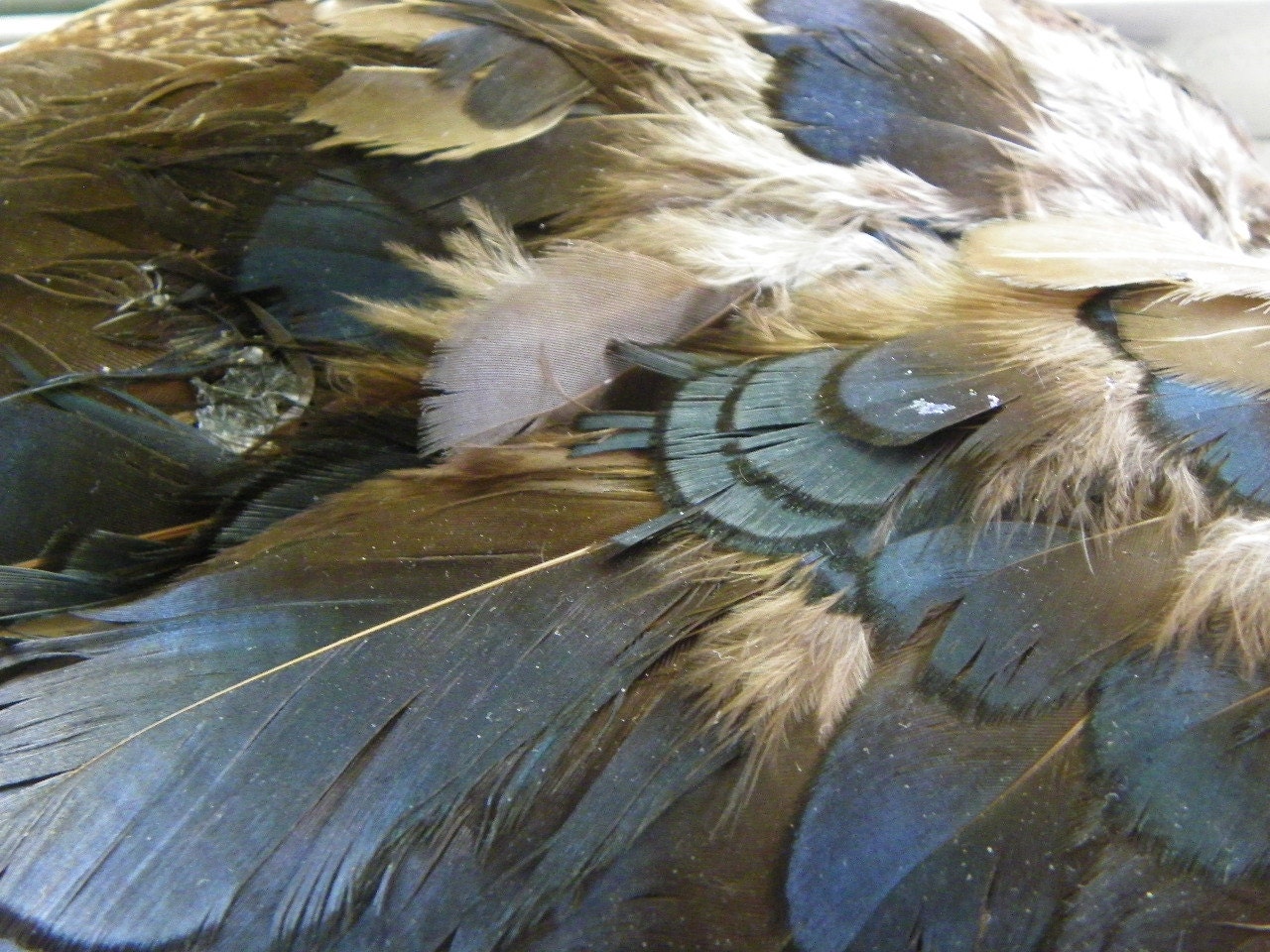 Cruelty Free Lady Amherst Pheasant Wings Bird Birds