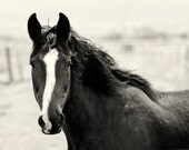 Horse Nature Photograph, Black and White Western Horse Photo, 8x10