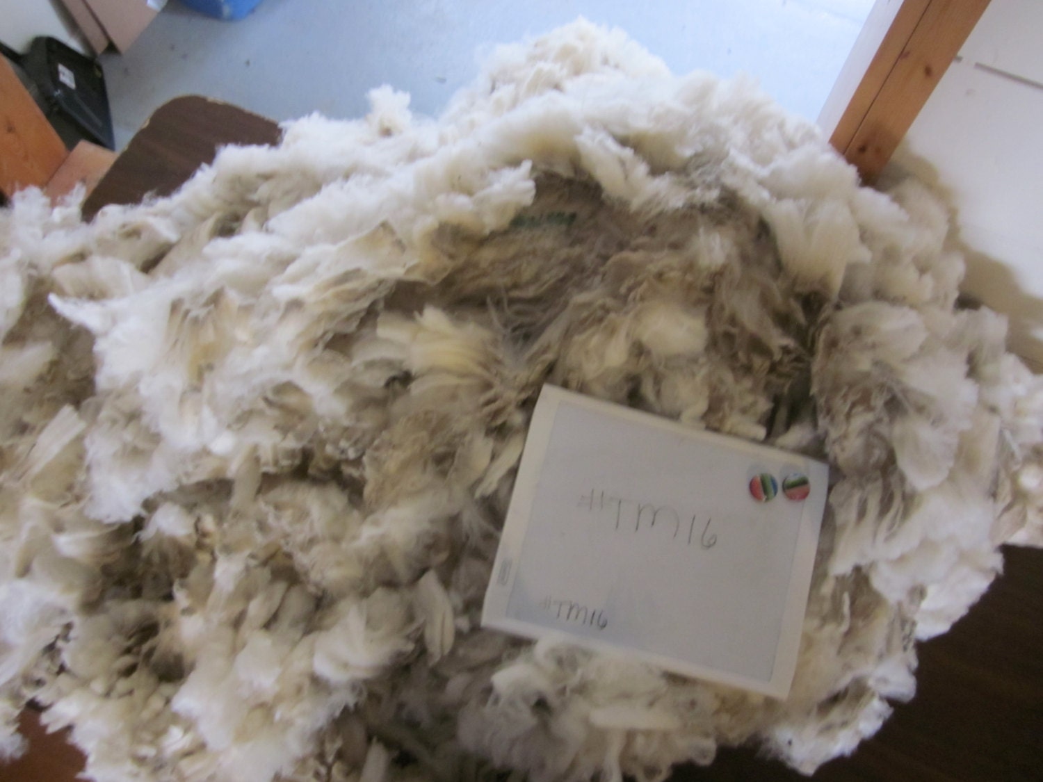 Targhee Merino Raw Unwashed Skirted Wool Fleece TM17