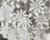 Succulent in Bloom - 5x7 Black and White Fine Art Photography Print by Little Big Photography