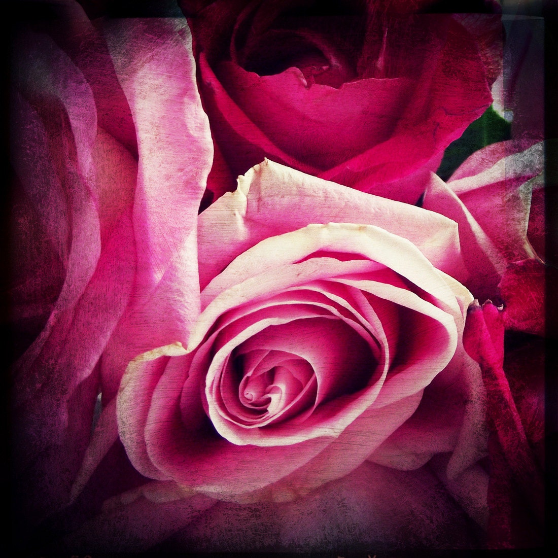 Pink Roses Photography Flowers Square Home Decor 6x6 Print Pink Roses...