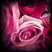 Pink Roses Photography Flowers Square Home Decor 6x6 Print Pink Roses...