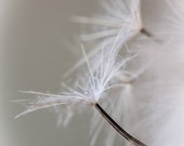 My Wish For You, Dreamy Dandelion Photograph Fine Art Print, Art, Photograpy, Macro, Summer White, Fairy Tale, Art Decore, Childrens Room - Smokinmudproductions