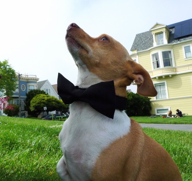 Bowtie Collar -Soild Black-