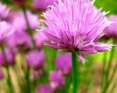 Fine Art Photography "Garden Chives" Choice of 8x10 or 11x14 Print with Free Shipping