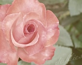 pink rose - a printable photograph - dahlies