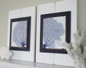 Set of Large Framed Sea Fan Prints 14x21 White and Navy