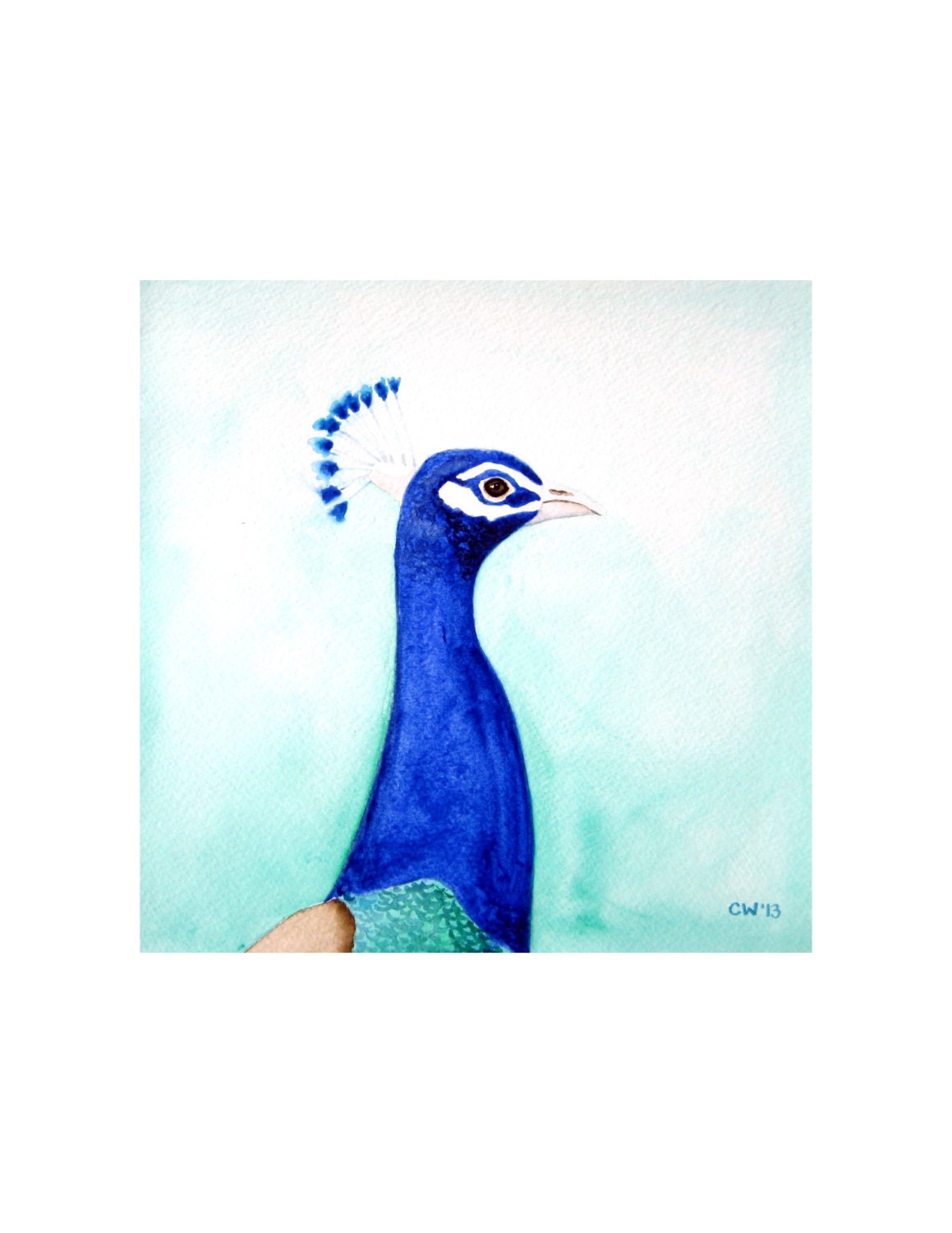 Watercolor Peacock - Signed Fine Art Print -  bright blue peacock with blue green, aqua back ground