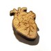 Heart Brooch: Anatomy Illustration, Heart On Your Sleeve